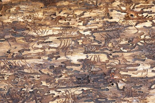 Feeding galleries of the spruce bark beetle (Ips typographus L.) under the bark of Norway spruce (Picea abies), Wilnsdorf, North Rhine-Westphalia, Germany