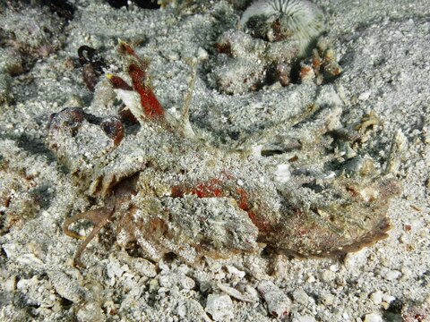 A spiny devil fish (Inimicus didactylus) lies camouflaged between coral fragments and sand on the seabed, dive site Pidada, Penyapangan, Bali, Indonesia