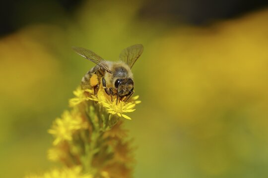 European honey bee (Apis mellifera) with pollen on its body collecting nectar from a yellow flower of goldenrod (Solidago), Wilden, North Rhine-Westphalia, Germany