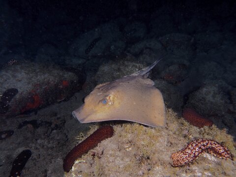 Common eagle ray (Myliobatis aquila) at night. Dive site El Cabron Marine Reserve, Arinaga, Gran Canaria, Spain, Atlantic Ocean