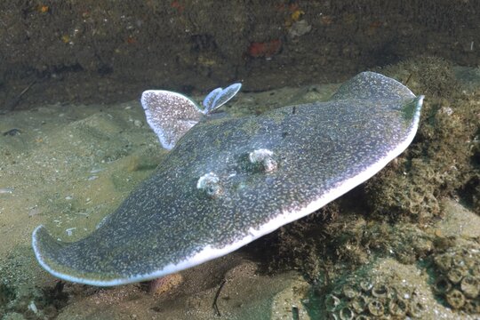 Portrait of Variable gulf torpedo (Torpedo sinuspersici), Aliwal Shoal dive site, Umkomaas, KwaZulu Natal, South Africa