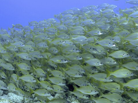 Large shoal, group of bastard grunt (Pomadasys incisus), Pasito Blanco reef dive site, Arguineguin, Gran Canaria, Spain, Atlantic Ocean