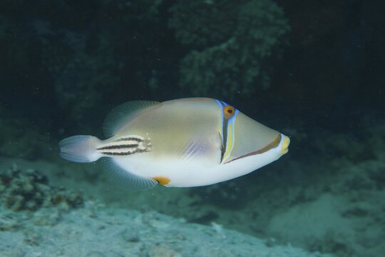 Arabian arabian picasso triggerfish (Rhinecanthus assasi), Torfa Lassal Reef dive site, El Quesir, Red Sea, Egypt