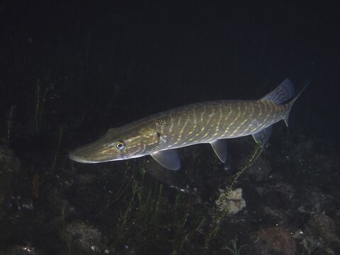 Pike (Esox lucius) at night, Zollbr&uuml;cke dive site, Rheinau, Rhine, Hochrhein, Switzerland, Germany
