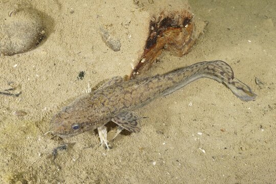 Burbot (Lota lota), Rutte, lying on the lake bottom, diving site Kleiner Parkplatz, Herrliberg, Lake Zurich, Canton Zurich, Switzerland