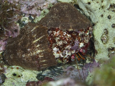 Red Hermit Crab (Dardanus Calidus) hiding in its shell in the Mediterranean Sea near Hy&egrave;res. Dive site Les Grottes, Giens peninsula, Provence Alpes C&ocirc;te d'Azur, France