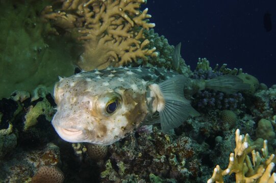 Spotbase burrfish (Cyclichthys spilostylus) at night. Dive site House Reef, Mangrove Bay, El Quesir, Red Sea, Egypt