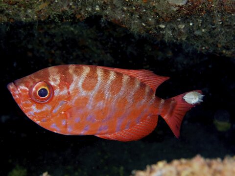 Bigeye glasseye snapper (Heteropriacanthus cruentatus) with isopod (Anilocra), isopod, parasite, dive site marine reserve El Cabron, Arinaga, Gran Canaria, Spain, Atlantic Ocean