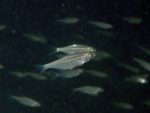 Several specimens of bleak (Alburnus alburnus) swimming in a dark underwater environment with a fish-rich background. Dive site Zollbr&uuml;cke, Rheinau, Canton Zurich, Rhine, High Rhine, Switzerland, Germany