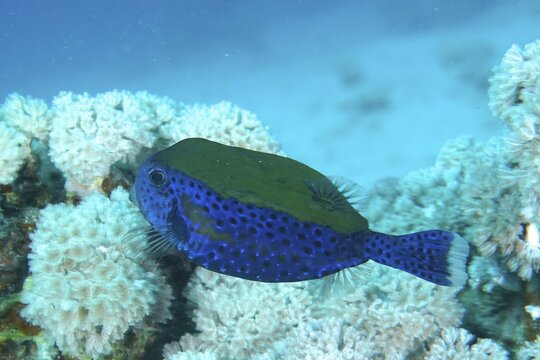 Bluetail trunkfish (Ostracion cyanurus), House reef dive site, Mangrove Bay, El Quesir, Red Sea, Egypt