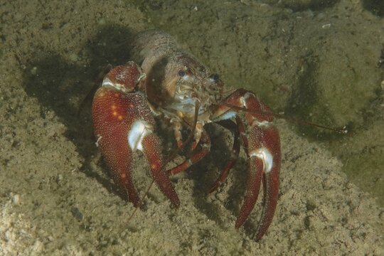 Signal crayfish (Pacifastacus leniusculus), American crayfish, invasive species, Terlinden dive site, K&uuml;snacht, Lake Zurich, Canton Zurich, Switzerland