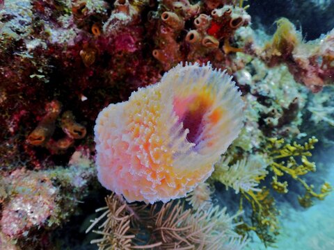 Orange vase sponge (Callyspongia plicifera) . Dive site John Pennekamp Coral Reef State Park, Key Largo, Florida Keys, Florida, USA