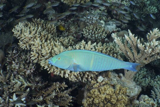 Indian longnose parrotfish (Hipposcarus harid), Shaab El Erg dive site, Hurghada, Egypt, Red Sea