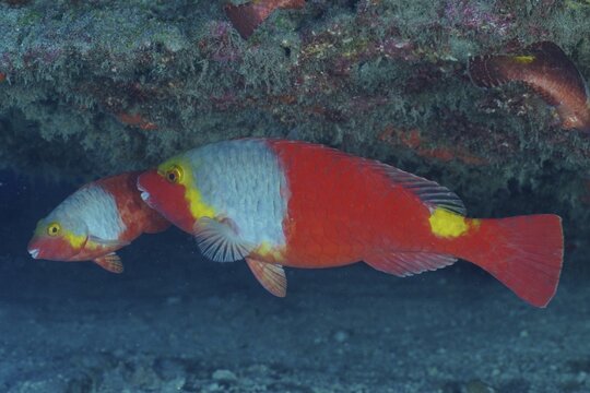 Mediterranean parrotfish (Sparisoma cretense), Pasito Blanco reef dive site, Arguineguin, Gran Canaria, Spain, Atlantic Ocean