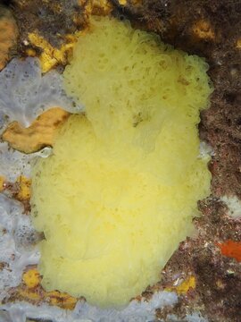 Large yellow lattice chalk sponge (Clathrina clathrus), marine sponge, with distinctive texture in the Mediterranean near Hy&egrave;res, Giens peninsula diving site, Porquerolles, Provence, C&ocirc;te d'Azur, France