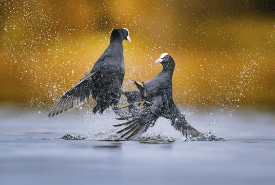 Coots (Fulica atra) fighting over territory, Zurich, Switzerland