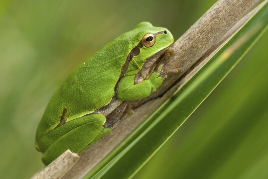 Eastern tree frog, hyla orientalis, tree frog, amphibians, amphibians, Bulgaria, frog, frog, amphibian, eastern tree frog
