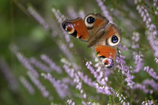 Aglais io, Inachis io, Nymphalis io, peacock butterfly, butterfly, insects, butterfly, butterflies, butterflies