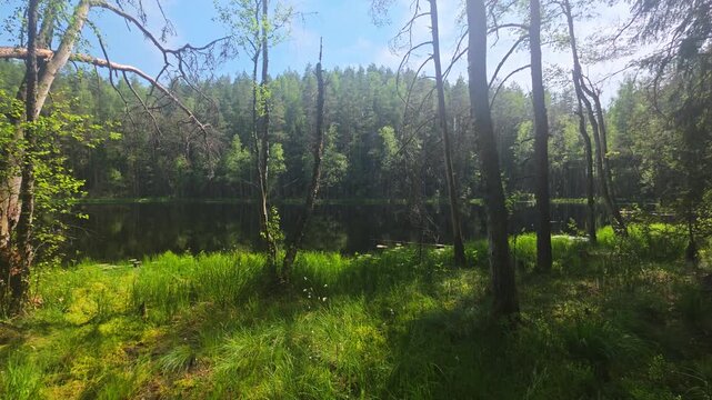 Forest lake landscape with reflections of trees in calm water on sunny day. Vibrant green vegetation and moss cover ground, sunbeams filtering through dense woods. Dead Lake