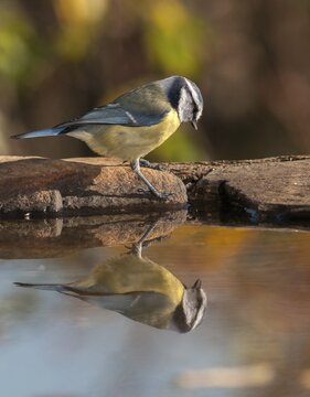 Blue tit, parus caeruleus, bath, bird bath, birds, high size, portrait format, tits, passeri, songbirds, tits, potions, birdbath, birds, watering place