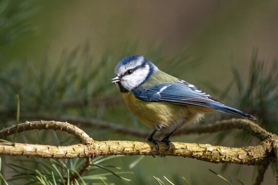 Blue tit, parus caeruleus, birds, tits, passeri, songbirds, songbirds, tits, birds