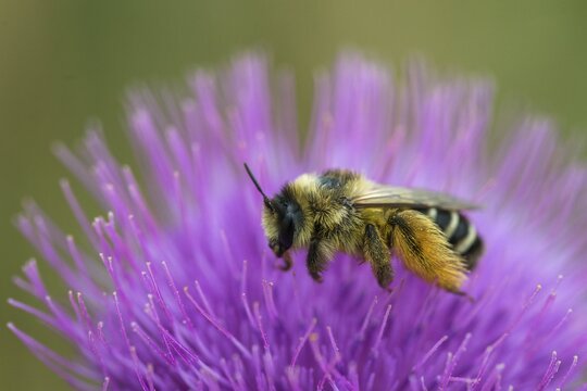 Apidae, bees, brown-breasted trouser bee, dasypoda altercator, dasypoda hirtipes, dasypoda plumipes, dark-fringed trouser bee, hymenoptera, pantaloon bee, insects