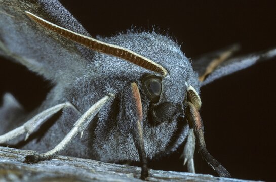Laothoe populi, poplar swarmers, sphingidae, butterfly, insects, moths, moths, moths, poplar hawk-moth, portrait, butterfly, swarmer