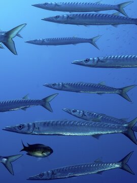 Group, shoal of european barracuda (Sphyraena sphyraena) near Hy&egrave;res. Dive site Giens Peninsula, C&ocirc;te dAzur, France