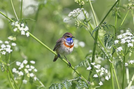 White-starred bluethroat (Luscinia svecica cyanecula), male, perched on wood chervil (Anthriscus sylvestris), songbird, wildlife, Ochsenmoor, nature photography, D&uuml;mmer See nature park Park, H&uuml;de, Lower Saxony, Germany