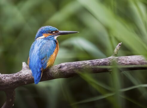 Kingfisher (Alcedo atthis), male perched on a branch in the reeds, Canton of Aargau, Switzerland
