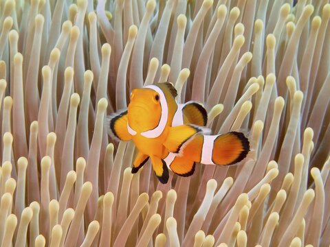 A false clownfish (Amphiprion ocellaris) swims between the living tentacles of a sea anemone. Close Encounters dive site, Permuteran, Bali, Indonesia