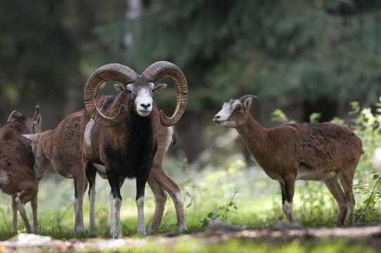 Artiodactyla, even-toed ungulate, mouflon, mouflon, mouflon, ovis gmelini musimon, cloven-hoofed, mammals, sheep, mammals, rams, game