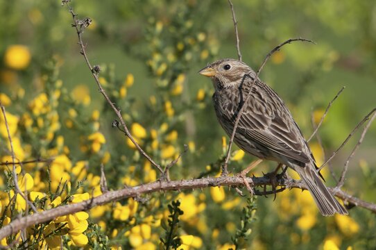 Brandenburg, corn bunting, Emberiza Calandra, Germany, gray bunting, miliaria calandra, Nabu, national natural heritage, natural paradise Gr&uuml;nhaus, post-mining landscape, birds, green house, passeri, songbirds, birds