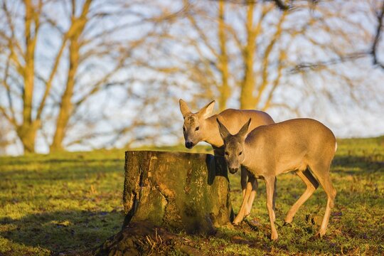 A female and male roe deer (Capreolus capreolus) nibble moss from a tree stump at sunrise