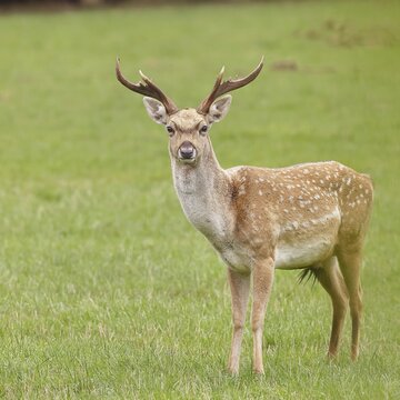 Fallow deer (Dama dama), young deer standing in a forest clearing, North Rhine-Westphalia, Germany