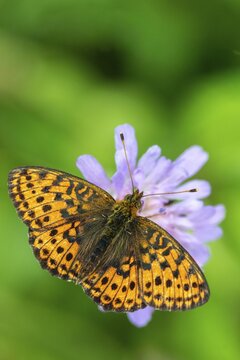 Brenthis Ino, Lesser Marbled Fritillary, Meadowsweet Pearl Butterfly, Purple Silver Butterfly, High Size, Portrait Format, Insects, Butterfly, Butterflies