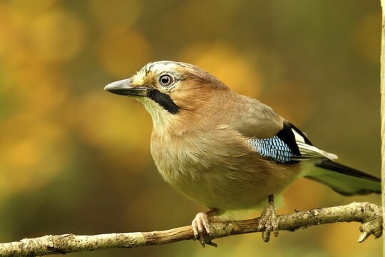 Eurasian jay (Garrulus glandarius), on branch, Wilden, Siegerland, North Rhine-Westphalia, Germany
