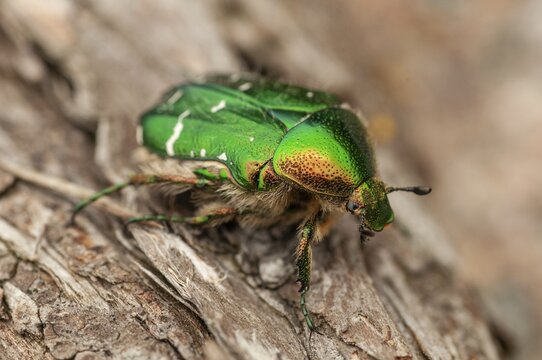 Cetonia aurata, common rose beetle, shiny golden rose beetle, rose chafer, rose beetle, Sweden, beetle, coleoptera, insects, beetles, Sweden, &Ouml;land