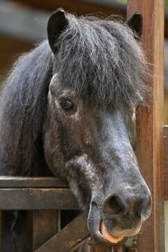 Pony in front of stable, Stuttgart, Baden-W&uuml;rttemberg, Germany