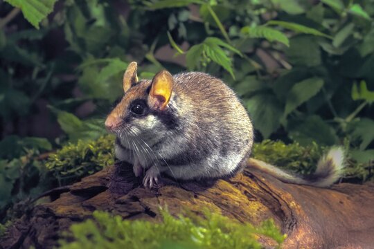 Eliomys quercinus, garden sleepers, rodents, rodentia, bilche, dormice, dormouse, mammals, rodents, sleepers, mammals