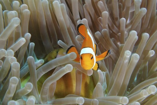 An Ocellaris Clownfish (Amphiprion ocellaris), Nemo, swimming curiously in a sea anemone, near its mouth, dive site Coral Garden, Menjangan, Bali, Indonesia