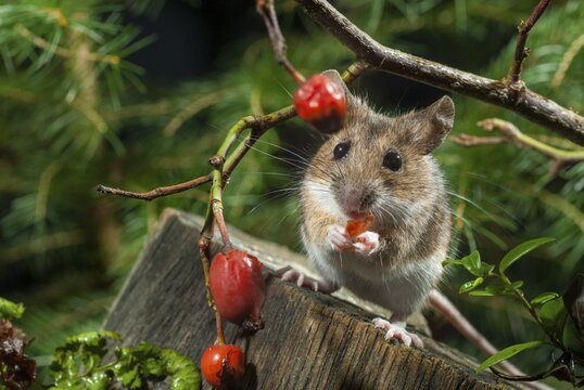 Apodemus flavicollis, yellow-necked mouse, rodents, rodentia, yellow-necked mouse, mammals, mouse, muroids, mice, rodents, mammals