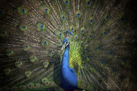 Indian peafowl (Pavo cristatus), beats the wheel, captive, Stuttgart, Baden-W&uuml;rttemberg, Germany