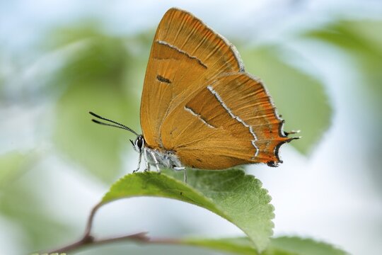 Birch tip, kidney spot, thecla betulae, brown hairstreak, butterfly, female, insects, butterfly, butterflies, butterflies, female