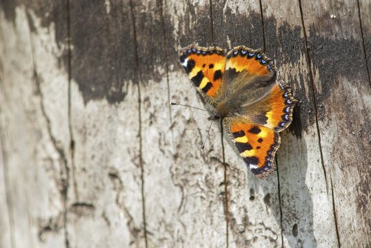 Aglais urticae, little fox, nymphalis urticae, small tortoiseshell, butterfly, insects, butterfly, butterflies