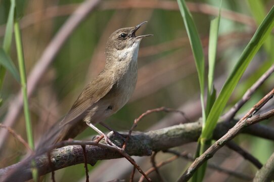 Locustella luscinioides, cane swirl, Savi's warbler, birds, song, passeri, singing, songbirds, birds