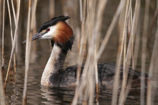 Great crested grebes, podiceps cristatus, birds, grebes, podicipedidae, divers, birds, waterbirds, waterbirds