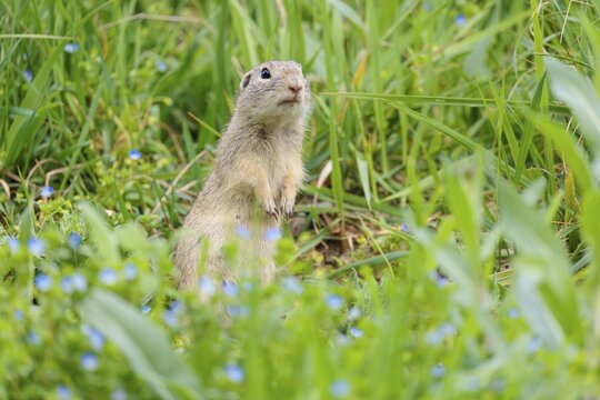 A fully grown ground squirrel (Spermophilus citellus) sits in a green meadow on a sunny day, intently observing its surroundings. Austria