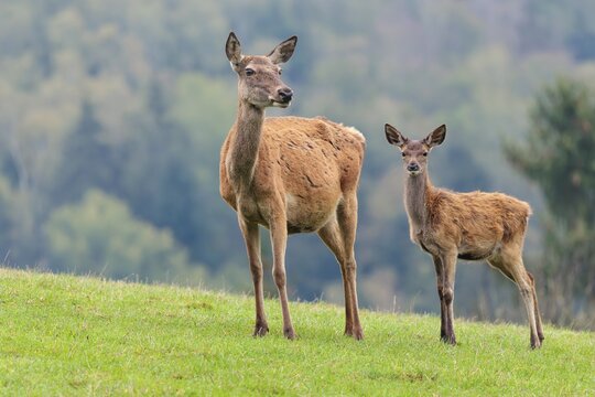 A female red deer (Cervus elaphus) and her calf are standing in a meadow in hilly terrain. A forest with autumn leaves can be seen in the background. Wisps of mist drift over the forest, Bavaria, Germany