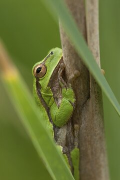 Eastern tree frog, hyla orientalis, tree frog, amphibians, amphibians, Bulgaria, frog, frog, high size, portrait format, amphibians, eastern tree frog